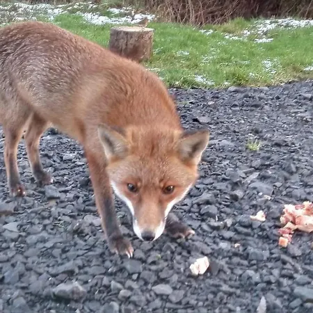 Glenadagh Oughter Tatil Evi Ballycastle (Mayo)