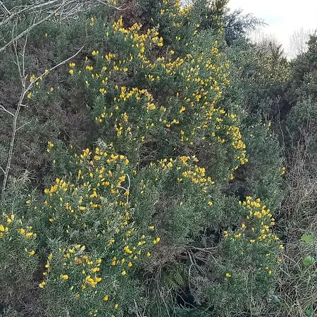 Glenadagh Oughter * Ballycastle (Mayo)