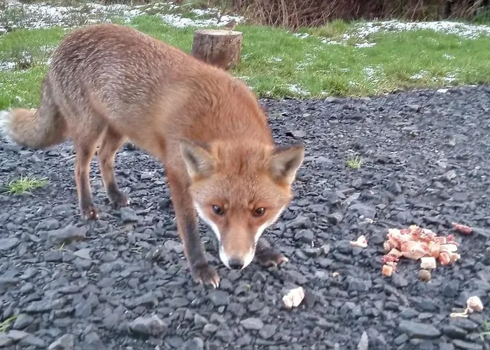 Glenadagh Oughter Feriehus Ballycastle (Mayo)